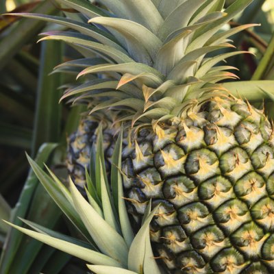 Premature flowering can lead to a highly erratic pineapple supply. Getty Image.